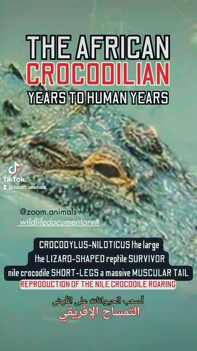 Crocodylus-niloticus, the lizard shaped reptile survivor, the Nile crocodile roar, nile crocodile the armored tanks of Africa  #nileshbagul #nileshbagul #nileshbagul #nile #niles #niloyalamgir #nilesh25 #nilecrocodiles   #crocodile florida #nile crocodile