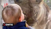 Sweet moment baby calms down lioness at zoo with a single kiss