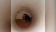 Bu görüntülerden sonra dışarıda kahve içmek istemeyeceksiniz! Kahvenin sonunda fare çıktı…