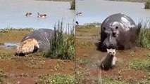 Lucky Hyena Barely Escapes Being EATEN by Hippo