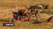 Hyena clan and pack of wild dogs battle viciously over meal