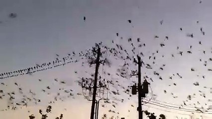 Des oiseaux font exploser une ligne à haute tension