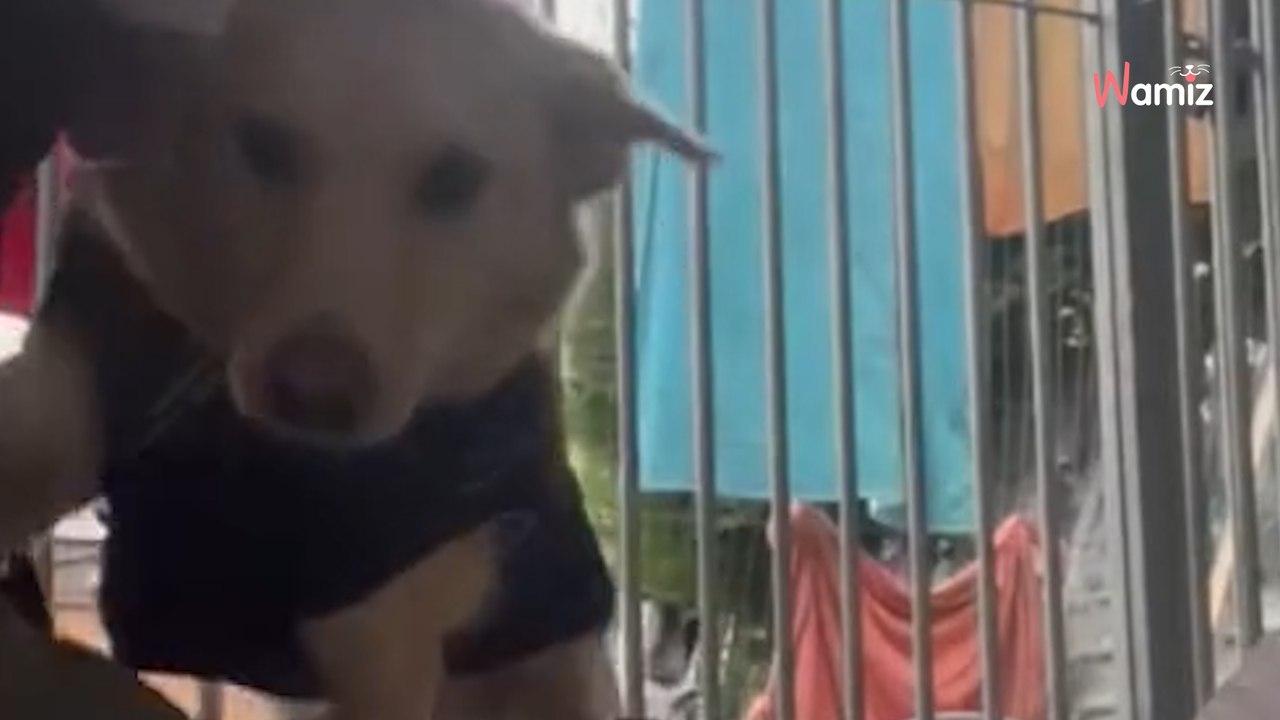 Sauvé du froid glacial de Roumanie, ce chien est fou de joie quand il reçoit son 1er cadeau (Vidéo)