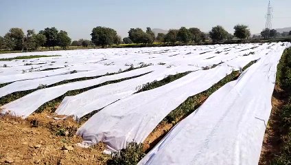 Smoke on the ridge of the field, Lotanal method is also effective in protecting the crop from frost