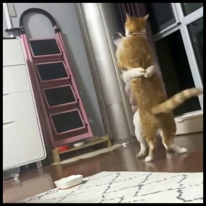 Hilarious Cat-Dog Romance Dance!