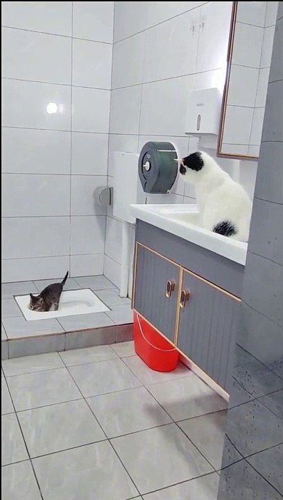 Kitten's Bathroom Chit-Chat