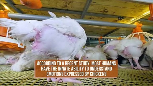 Most Humans Can Innately Understand Chicken Emotions