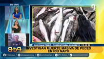 Alerta ante muerte masiva de peces por presunta contaminación del río Napo en Loreto