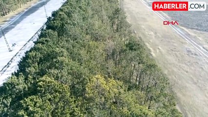 KARS'ta 53 Yıl Önce Dikilen Sarıçam Fidanları Kurumaya Başladı