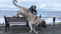 “I Own the UK’s Biggest Dog - He Eats a Whole Chicken Every Day and His Diet Costs Me £4K a Year”