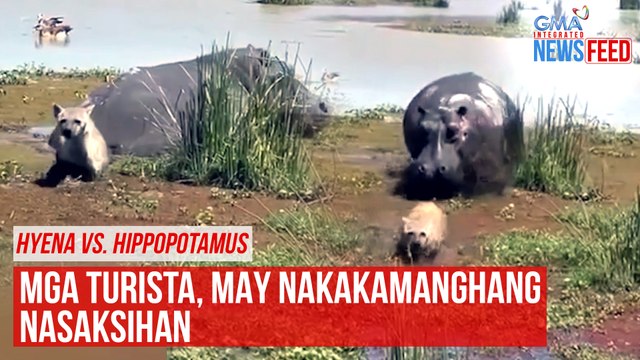 Hyena vs. Hippopotamus Mga turista, may nakakamanghang nasaksihan | GMA Integrated News