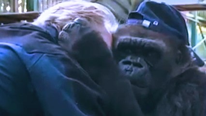 Touching Moment Gorilla Shares Special Moment With Man She’s Know Since Birth