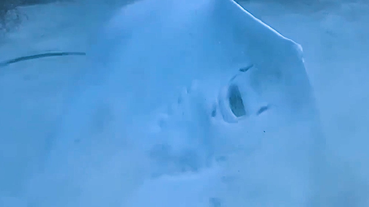 Hero Diver Rescues Trapped Stingray