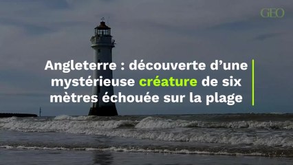 Découverte d’une mystérieuse créature de six mètres échouée sur la plage en Angleterre
