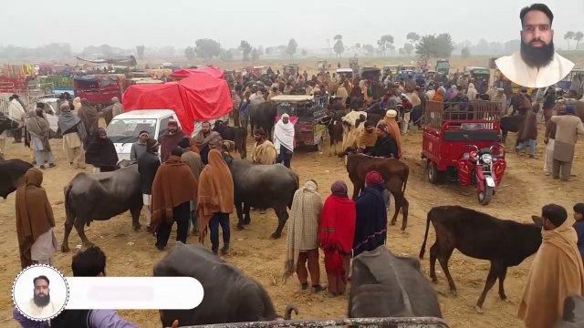 Mandi Iqbal Nagar |Buffaloes Janwar mandi |Nilli Ravi Buffaloes| Buffaloes Latest Rates Update |2024