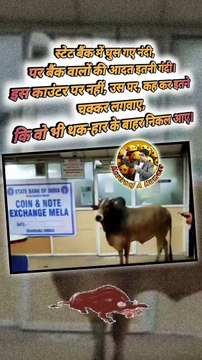 स्टेट बैंक में नंदी #StateBankofIndia #nandi #reelsindia #shortsfeed #facts #trending #virals