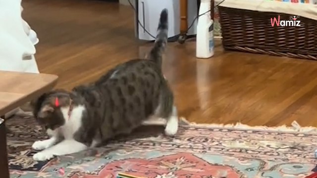 Le chat reconnaît ce que porte le policier : la scène qui se déroule à 7H du matin dans ce salon est lunaire (vidéo)