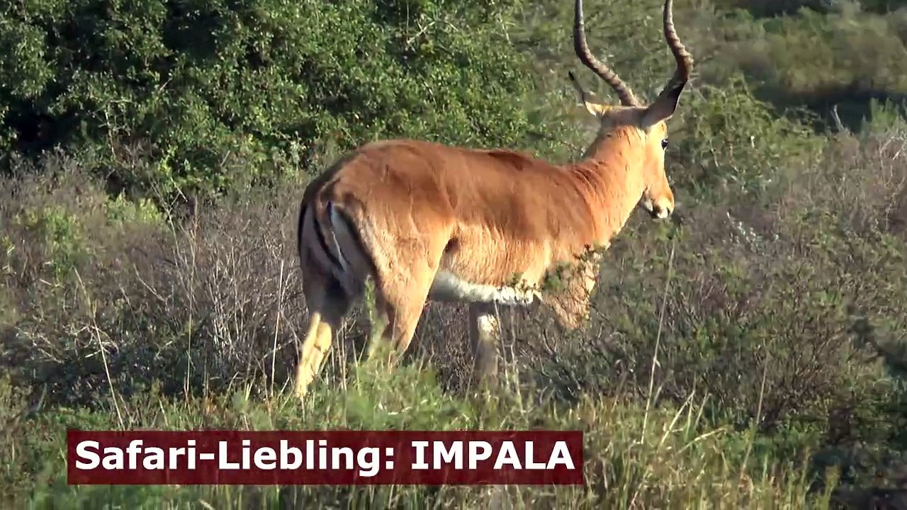 Impalas sind die Safari-Lieblinge