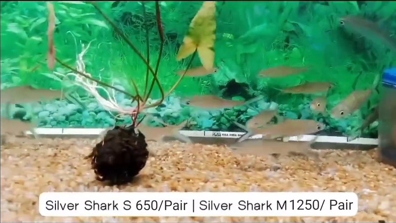 Sliver Sharks