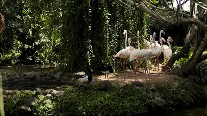 group of flamingos on the shore of a lake