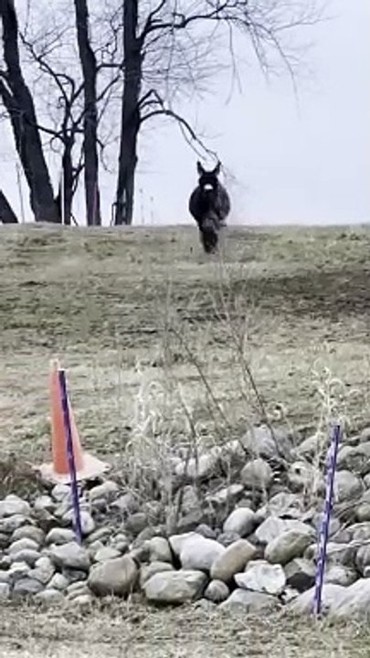 Happy Donkey Loves Owner