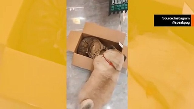 pet1Hilpeä video: koira ja kissa osoittavat, että kaksi kehoa voivat todellakin olla samassa tilassa samanaikaisesti