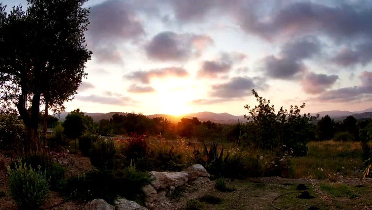 sun setting over a garden