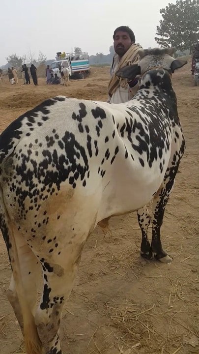 Beautiful bull