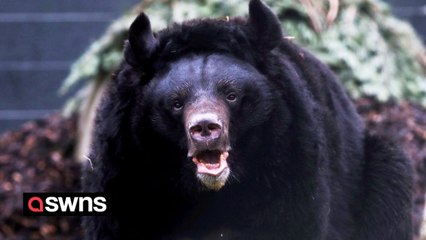 Bear rescued from abandoned zoo in Ukraine finds new home in UK