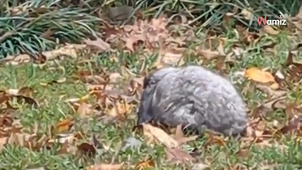 Une femme promène son chien et aperçoit une ombre grise frissonnante sous la pluie
