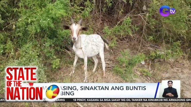 Ilang lasing, sinaktan ang buntis na kambing | SONA