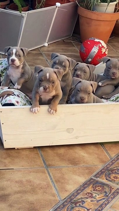 American dogs