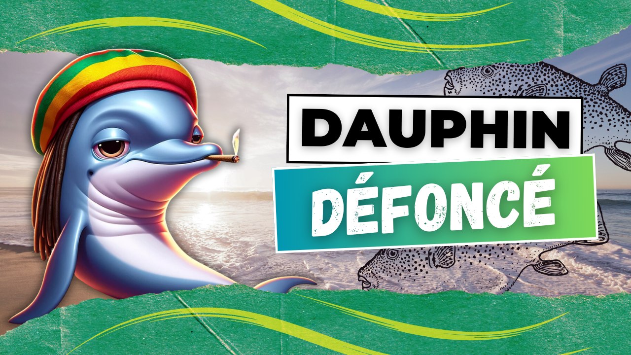 LES DAUPHINS SONT DE VRAIS T0XIC*S ft. @drole_de_biologiste