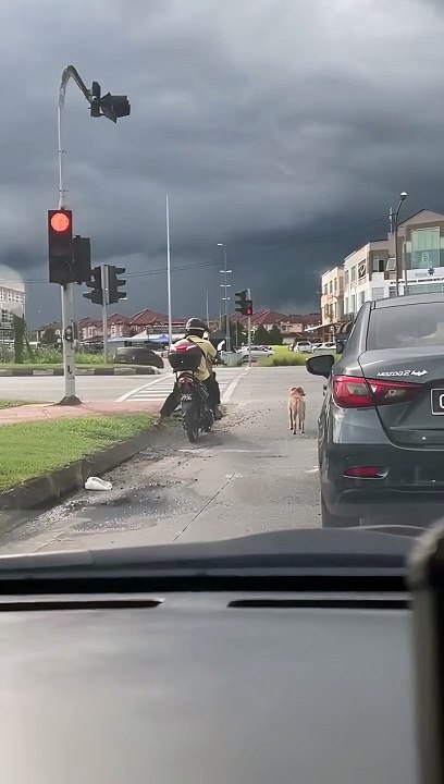 Dog Obeys Traffic Laws