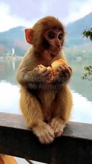 Funny Moments Mankey Video, Bandar Video, New Mankey Video, New Animal Video,Indan Animals #Animals#Funnymankey