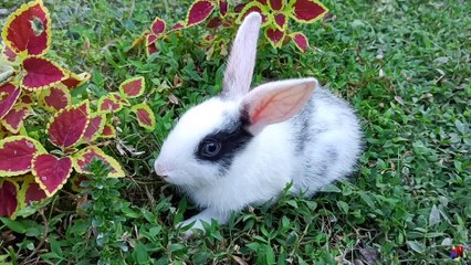 Adorable Bunny Munching on Fresh Green Grass | Animals and beautiful nature |