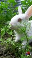 Cute baby Rabbit eating grass