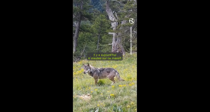 Vivre avec les loups la bande-annonce du film de Jean-Michel Bertrand