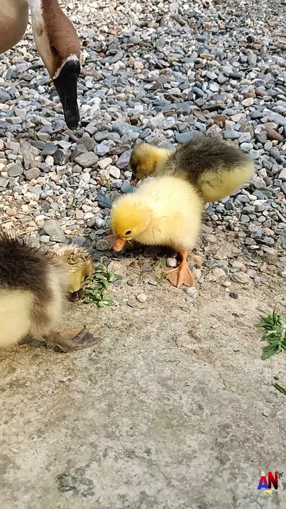 baby ducklings eating grass | Animals and beautiful nature |