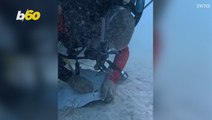 Scuba diver rescues juvenile stingray caught in discarded fishing hook