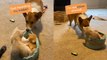 Nervous Dog Tries To Steal Ball From Basket FULL OF KITTENS!