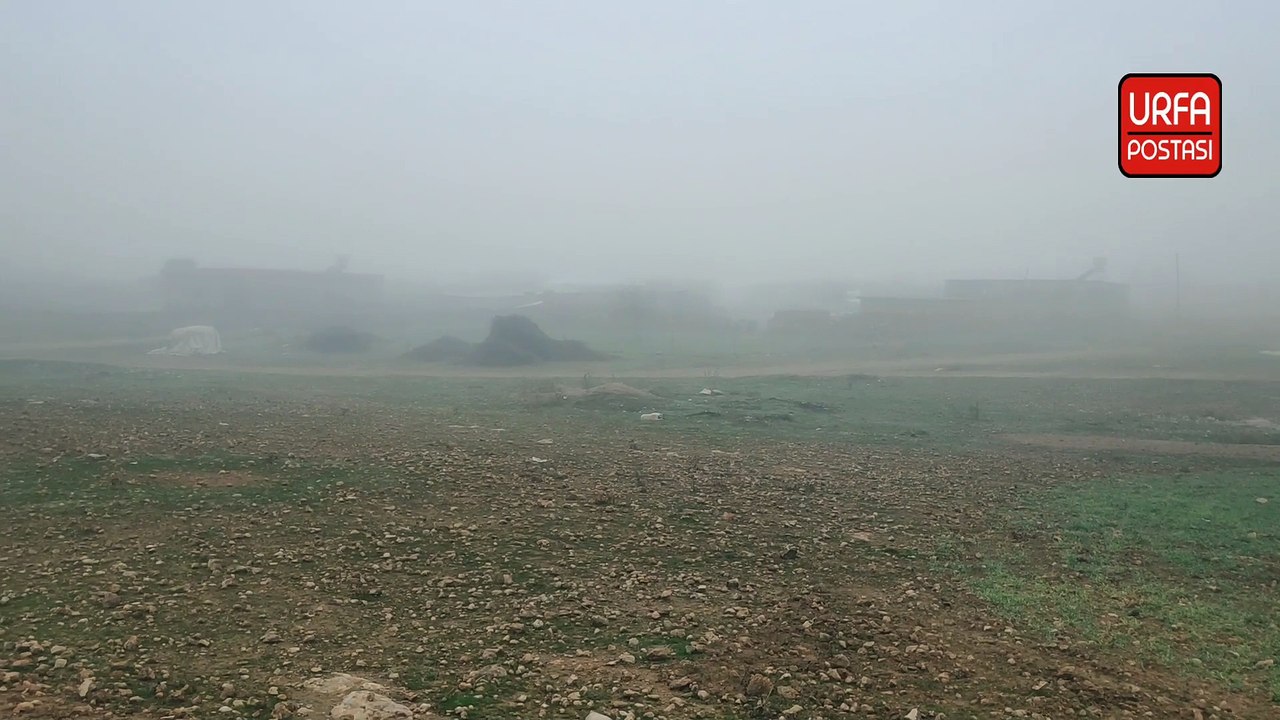 Akçakale ve Harran'da sis hayatı olumsuz etkiledi