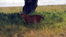 Serengeti Lion Falls Out of Tree