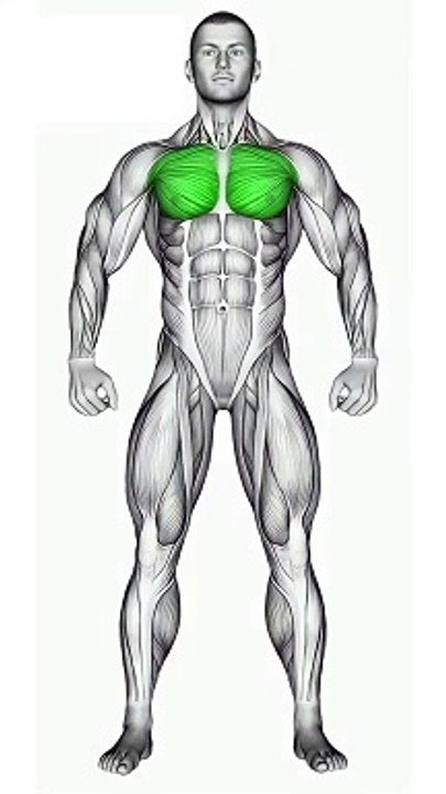 Chest Exercises at Gym #chestworkout #bodybuilding #fitness #gymmotivation #gym #shorts #short