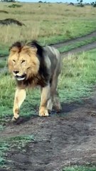 Jungle King #lion #shorts - Banok Safaris