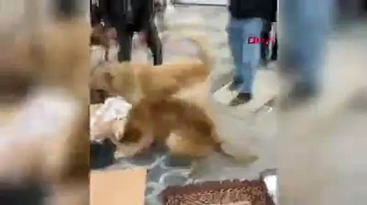 Kavga eden köpekler cemaatin arasını daldı