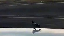 Pigeon hitching a ride from an airplane