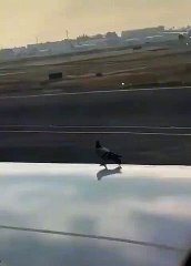 Pigeon hitching a ride from an airplane