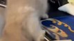 Eğlenceli Kedi Videoları | Doğal Kedi Kumu Sapphire Cat Litter