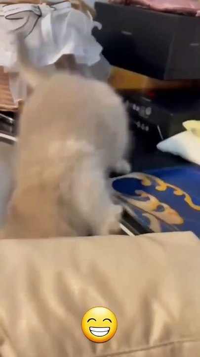 Eğlenceli Kedi Videoları | Doğal Kedi Kumu Sapphire Cat Litter